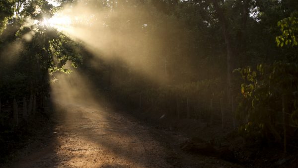 Chickmagalur coffee plantations