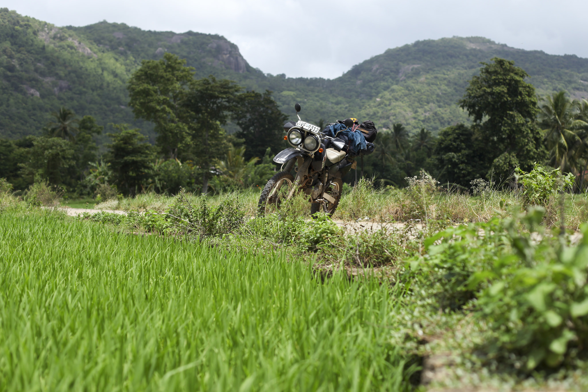 motorycle-paddyfield-srilanka