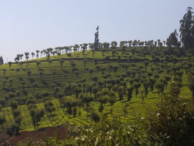 tea-plantations