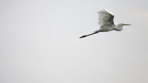 aigrette-flying