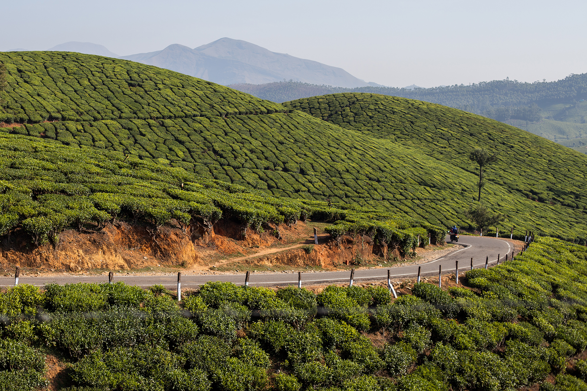 Road in the middle of the tea gardens