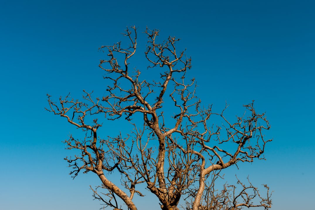 And it will become green again during the monsoon!